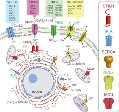 Calcium Permeable Channels in Cancer Hallmarks